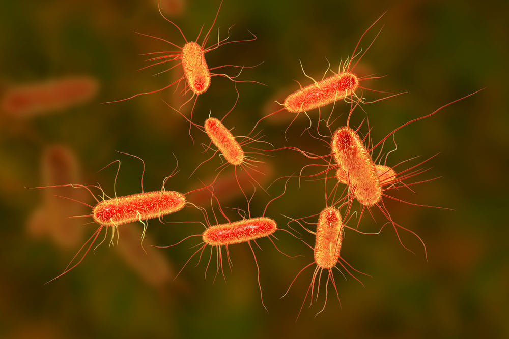  Nhiễm khuẩn E. coli: Triệu chứng, Nguyên nhân, Điều trị và Phòng ngừa