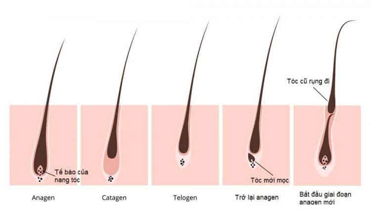  Hướng dẫn toàn diện về cách làm tóc mọc nhanh và khỏe mạnh