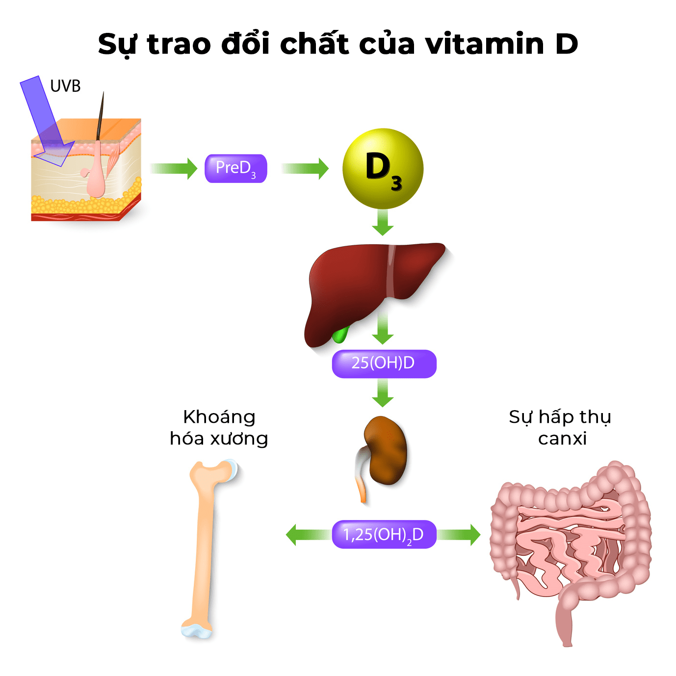  Vai trò của Vitamin D trong Phòng ngừa Loãng xương ở Phụ nữ Mãn kinh