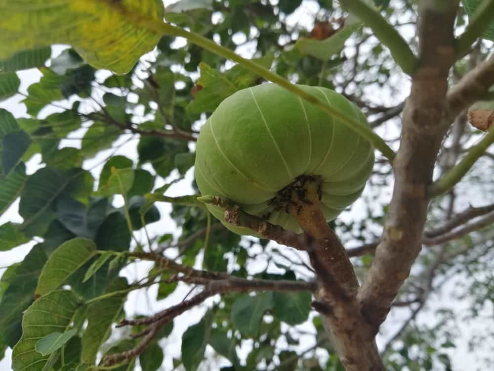  Ngộ độc quả vông: Nguyên nhân, Triệu chứng và Phòng ngừa