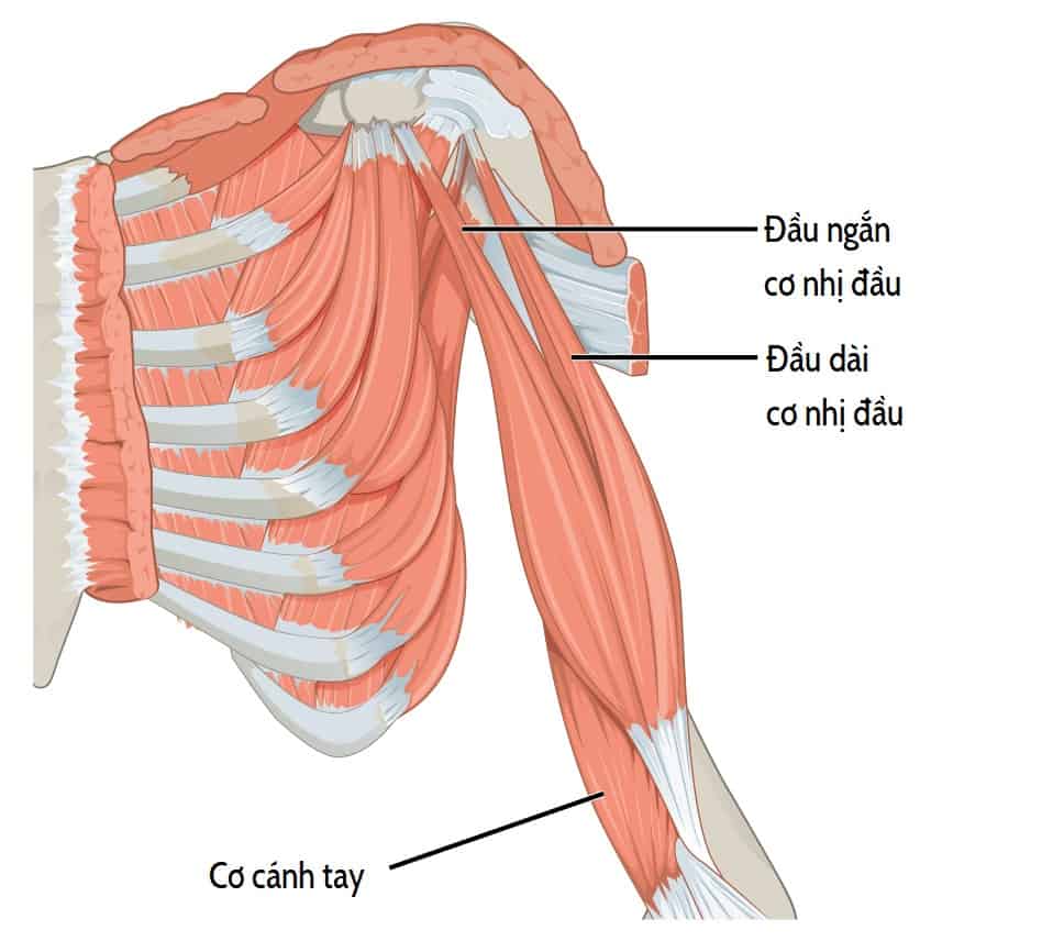  Chấn Thương Cơ Nhị Đầu Cánh Tay: Nguyên Nhân, Triệu Chứng và Phương Pháp Điều Trị