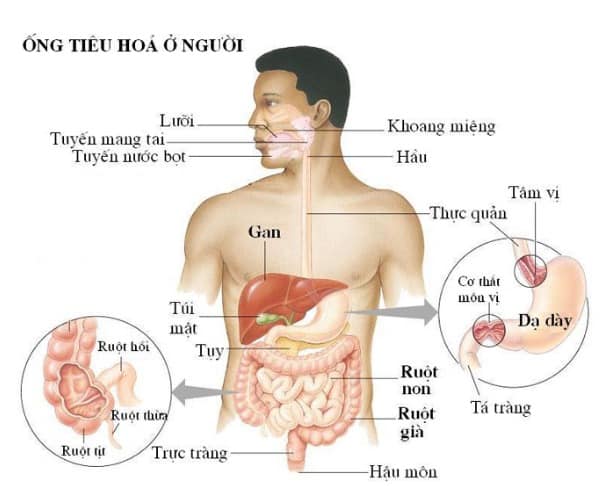  Hệ tiêu hóa ở người: Một hành trình hấp dẫn từ miệng đến hậu môn