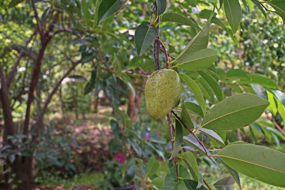  Cây Bình Bát: Công Dụng, Liều Dùng và Thận Trọng