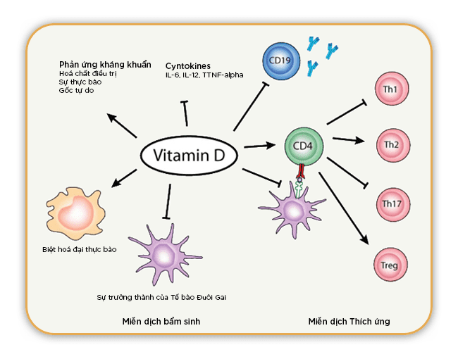  Tăng cường Hệ Miễn dịch: 3 Vitamin Cốt lõi Bạn Cần Biết