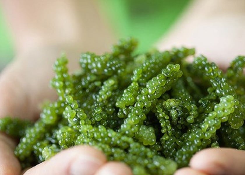  Tảo Spirulina: Siêu thực phẩm xanh có làm bạn tăng cân?