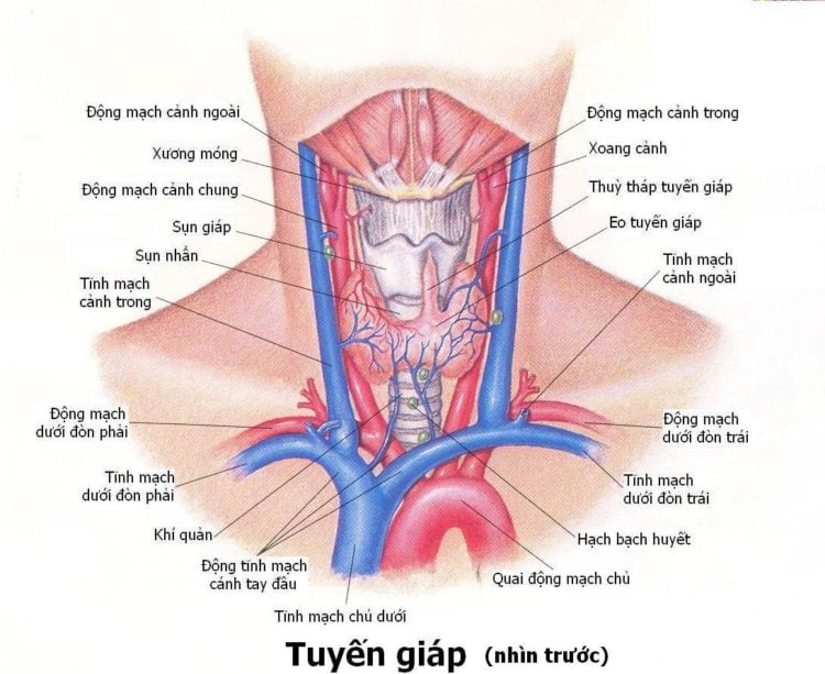  Ung thư tuyến giáp: Tổng quan toàn diện về triệu chứng, nguyên nhân, điều trị và phòng ngừa