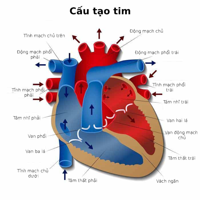  Rung tâm thất: Triệu chứng, Nguyên nhân, Chẩn đoán và Điều trị