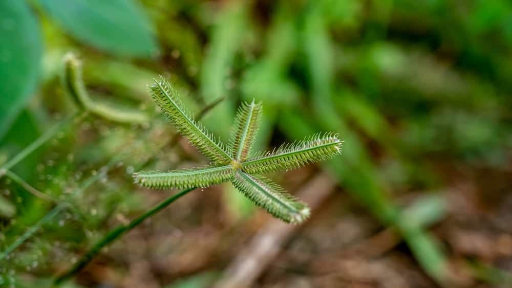  Cỏ Mần Trầu: Một Loài Thảo Dược Đa Dụng với Nhiều Lợi Ích Sức Khỏe