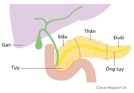  U Tiết Glucagon: Một Hướng Dẫn Toàn Diện Về Nguyên Nhân, Triệu Chứng và Điều Trị