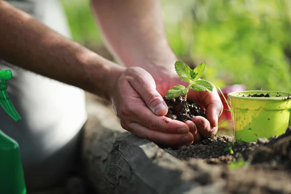  Nhiễm Giun Sán Ở Người Lớn: Triệu Chứng, Nguyên Nhân Và Điều Trị