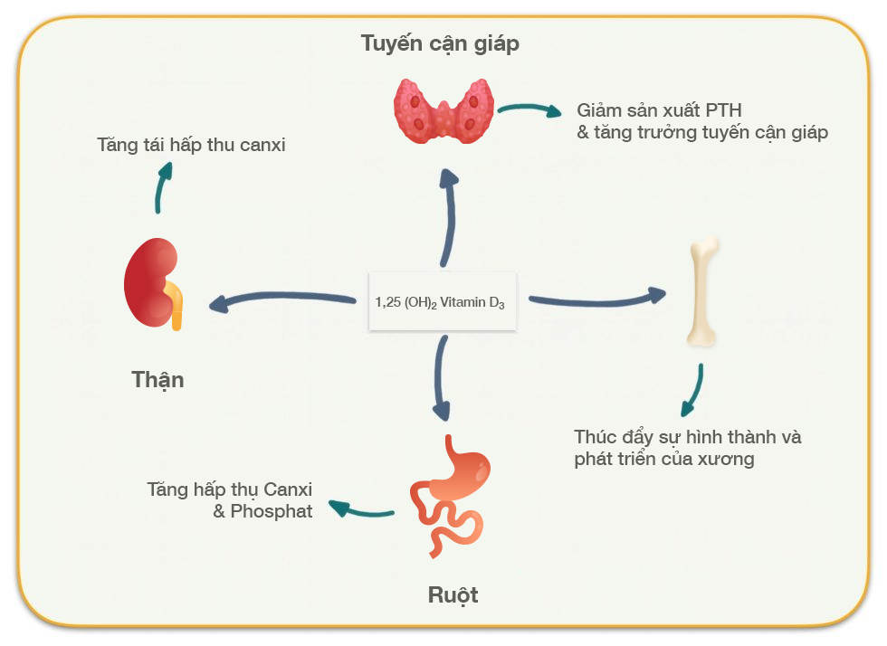  Loãng xương ở người lớn tuổi: Vai trò quan trọng của vitamin D