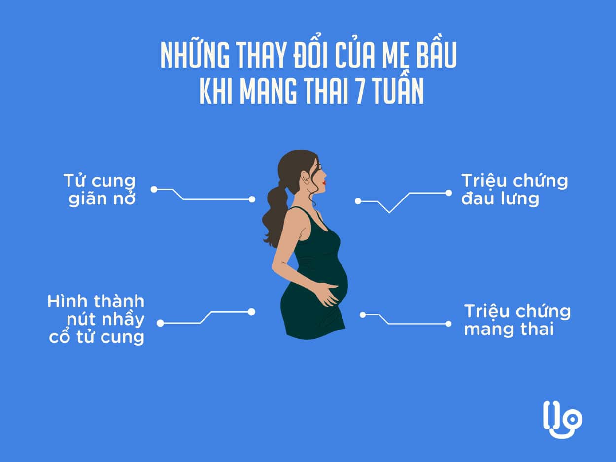  Sự Phát Triển Kinh Ngạc của Thai Nhi 7 Tuần Tuổi: Những Thông Tin Quan Trọng