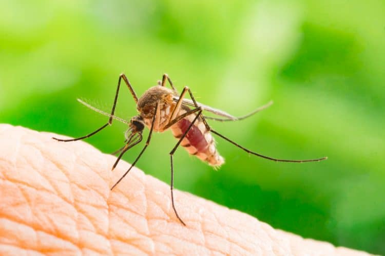  Bệnh Zika: Một Hướng dẫn Toàn diện về Nguyên nhân, Triệu chứng, Điều trị và Phòng ngừa