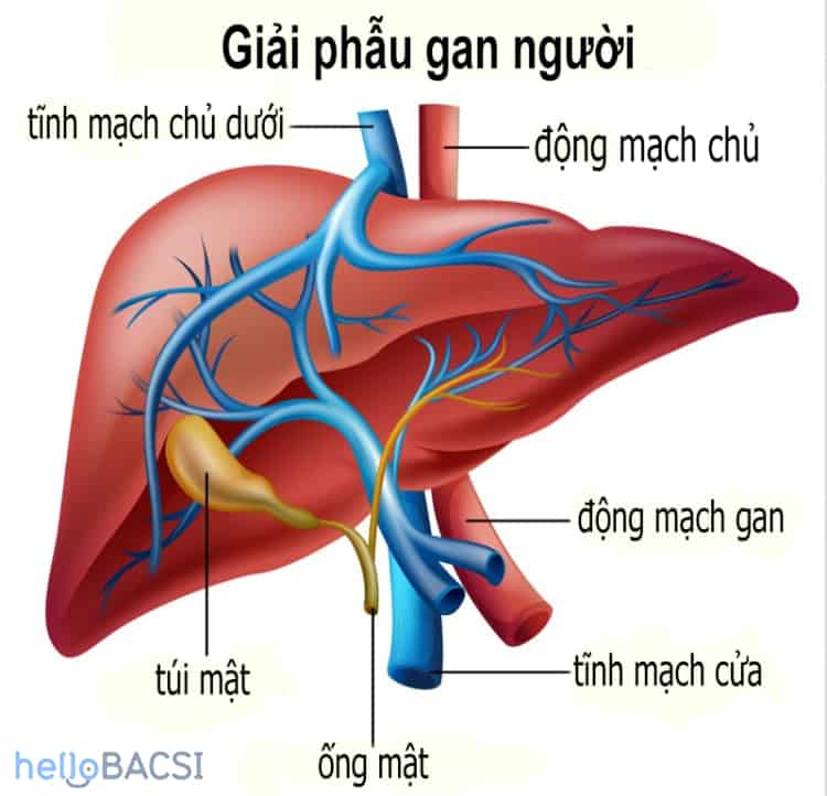  Hóa trị liệu: Phương pháp điều trị ung thư, mục tiêu và tác dụng phụ