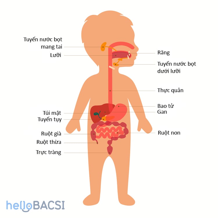  Sữa Mát: Bí Quyết Cho Hệ Tiêu Hóa Khỏe Mạnh Ở Trẻ Sơ Sinh