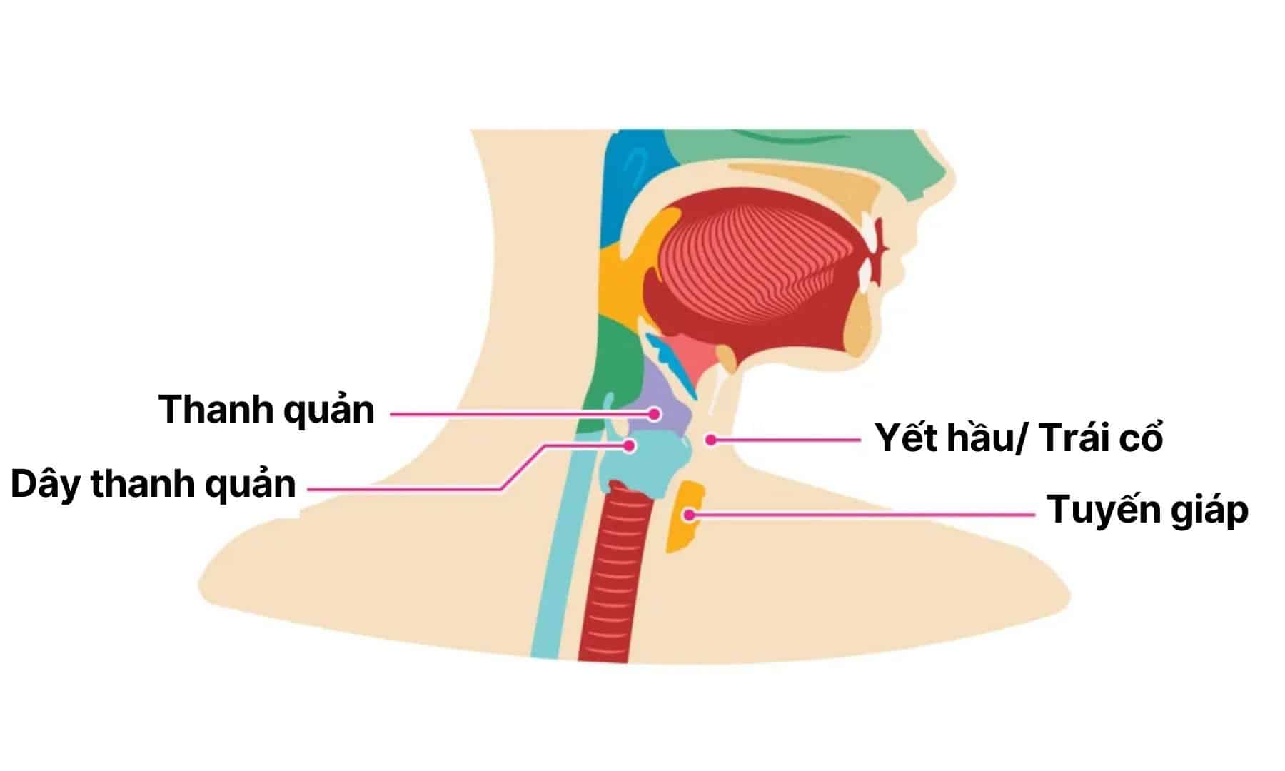 1. Định nghĩa yết hầu