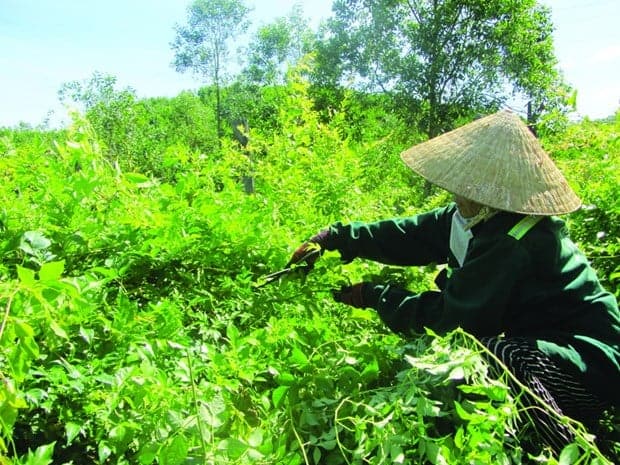  Cây Chè Dây: Đặc Điểm, Thành Phần, Tác Dụng và Cách Sử Dụng