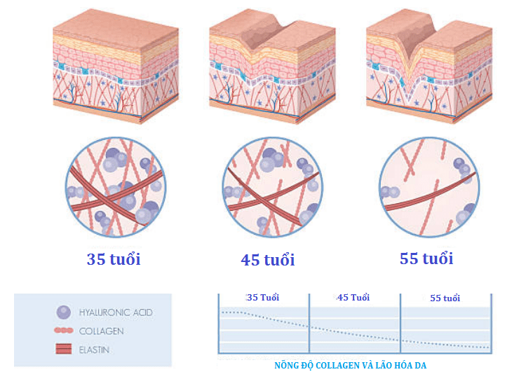  Collagen: Bí quyết trẻ hóa làn da và ngăn ngừa lão hóa