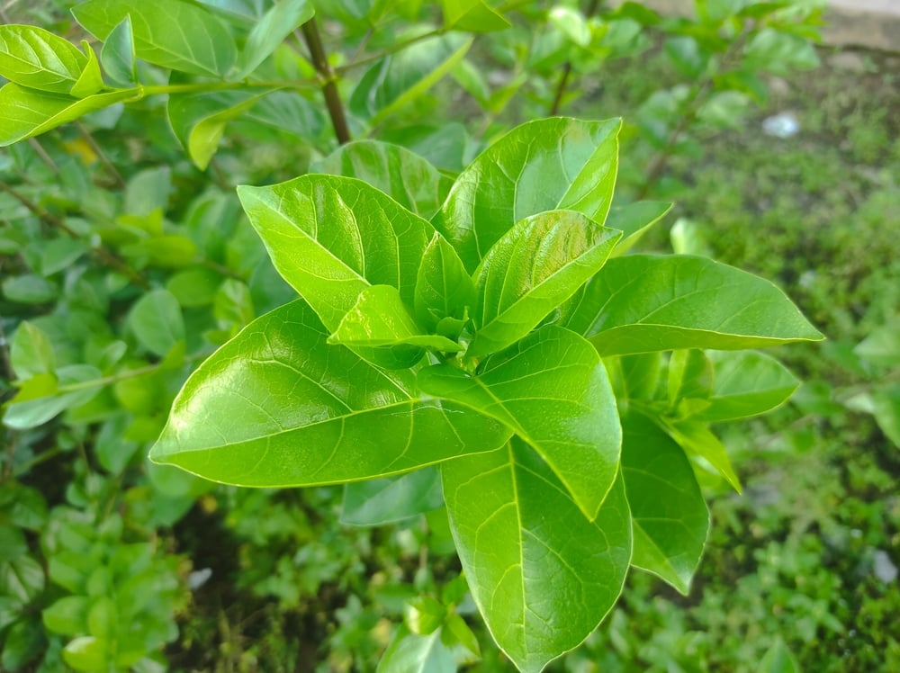  Trà Thảo Mộc Hỗ Trợ Điều Trị Gan Nhiễm Mỡ