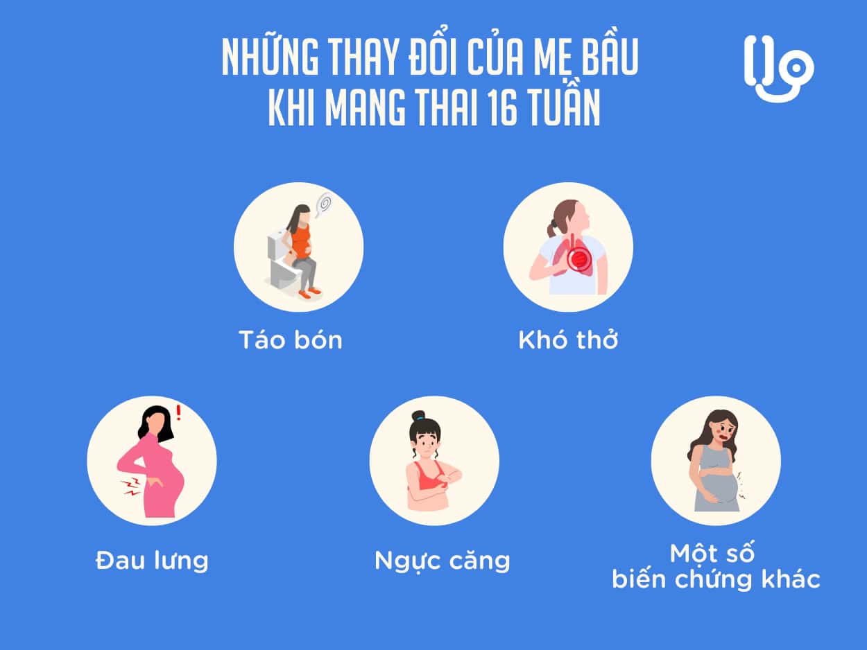  Thai nhi 16 Tuần: Sự Phát Triển, Những Thay Đổi của Mẹ và Xét Nghiệm Cần Thiết