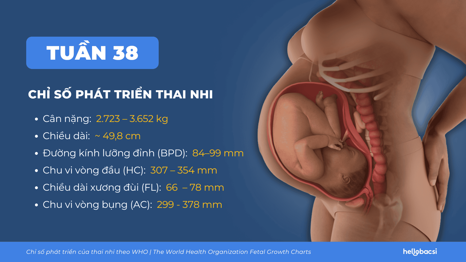  Phát Triển Thai Nhi 38 Tuần: Những Thay Đổi Trên Cơ Thể Mẹ Và Khuyến Nghị Chăm Sóc