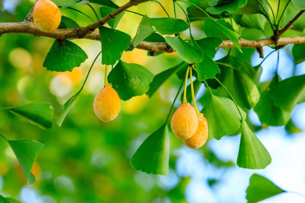  Viên Uống Bổ Não Ginkgo Biloba: Lợi Ích, Liều Dùng và Sản Phẩm Tốt Nhất